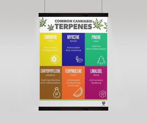 Common Terpenes Chart Poster Wall Art Decor and CBD - Etsy