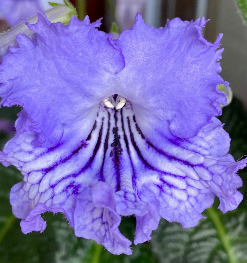 Real Flower Earrings Streptocarpus and resin #26