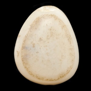May include: A smooth, white, oval-shaped bead with a brown ring around the edge.