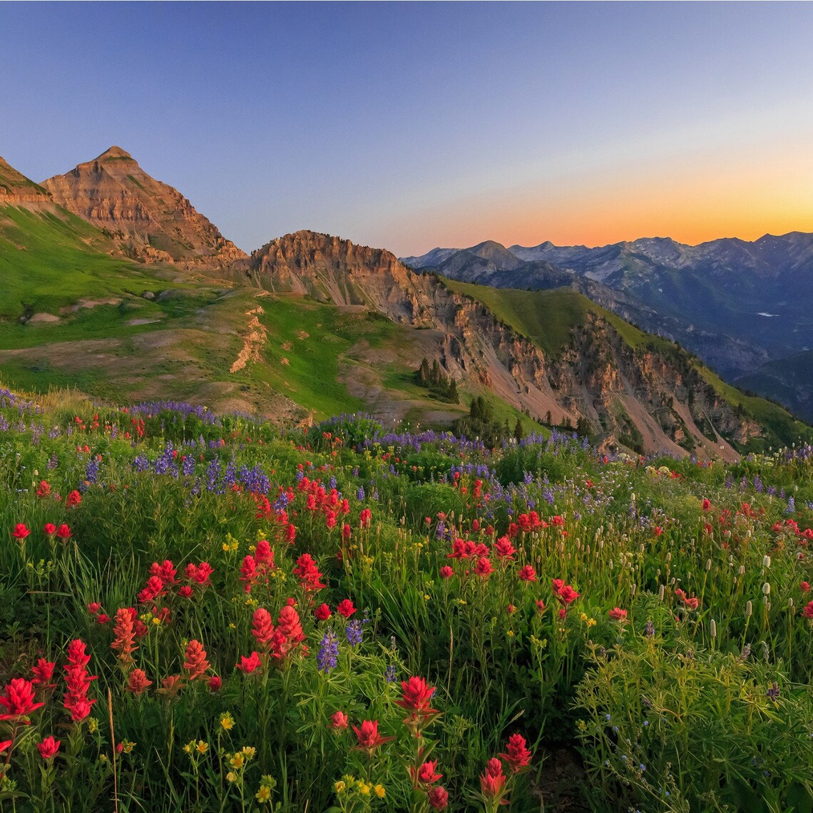 Colorado Wildflower Seed Mix A beautiful collection of 17 Etsy