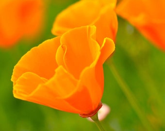 California Poppy Wildflower Seed Mix