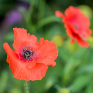 Corn Poppy flowers in the Hummingbird & Butterfly seed mix