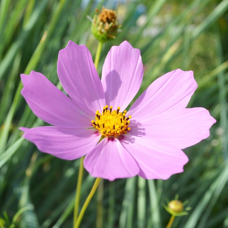 Cosmos flowers in the Hummingbird & Butterfly seed mix