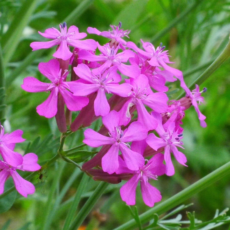 Catchfly flowers in the Hummingbird & Butterfly seed mix