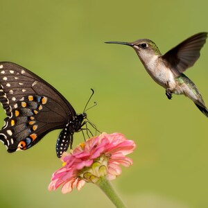 Hummingbird and butterfly wildflowers