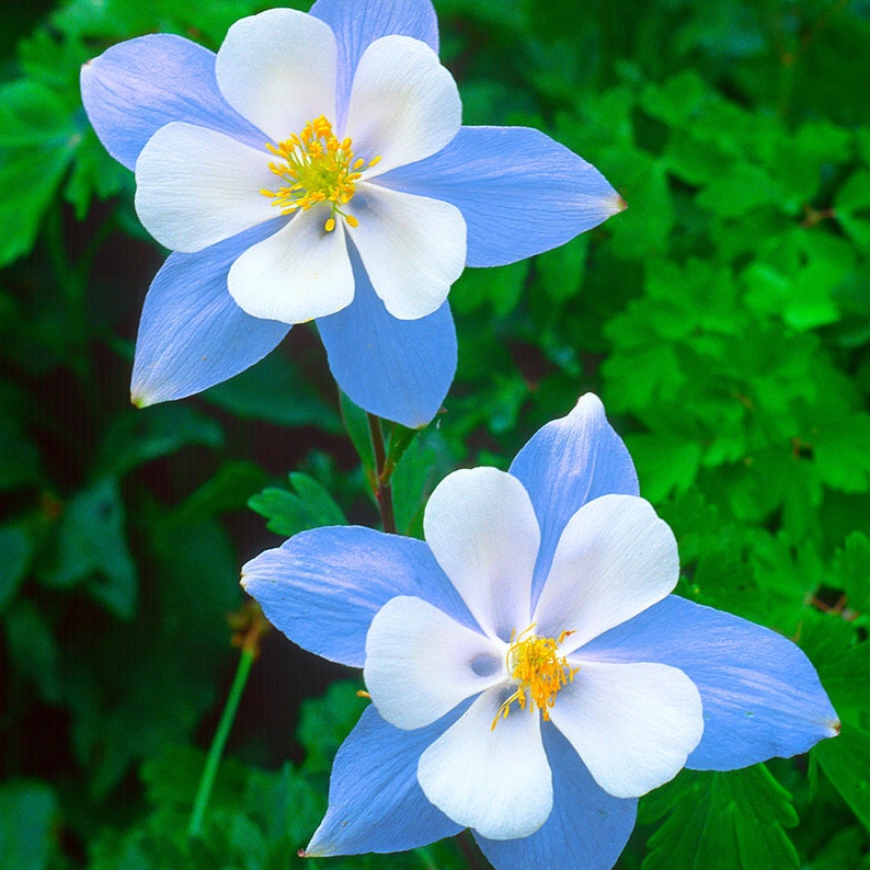Blue Columbine flowers in the Hummingbird & Butterfly seed mix
