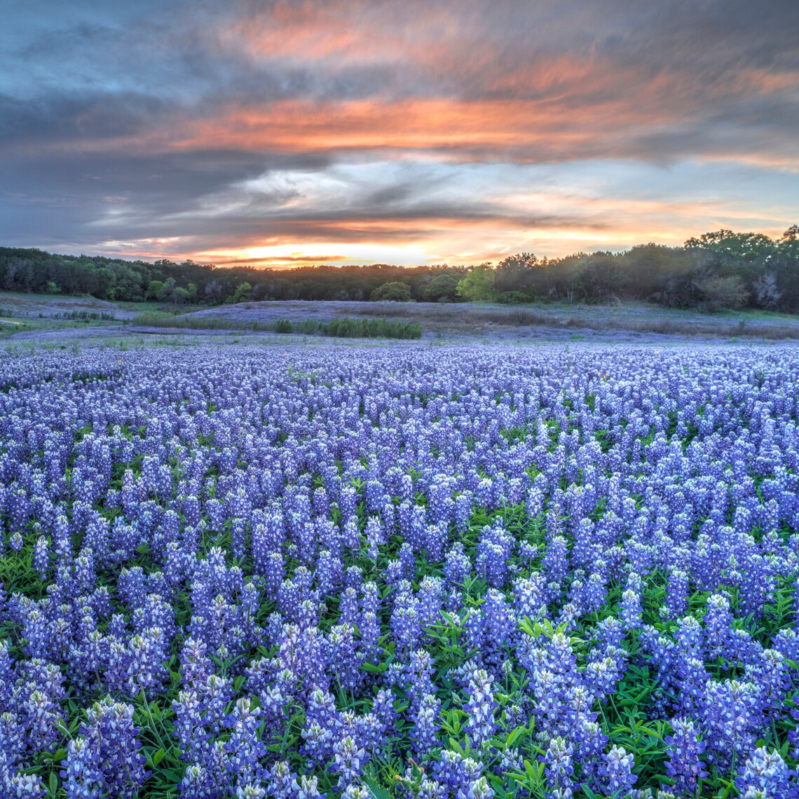 Texas Wildflower Fragrance Room Spray Natural & Etsy