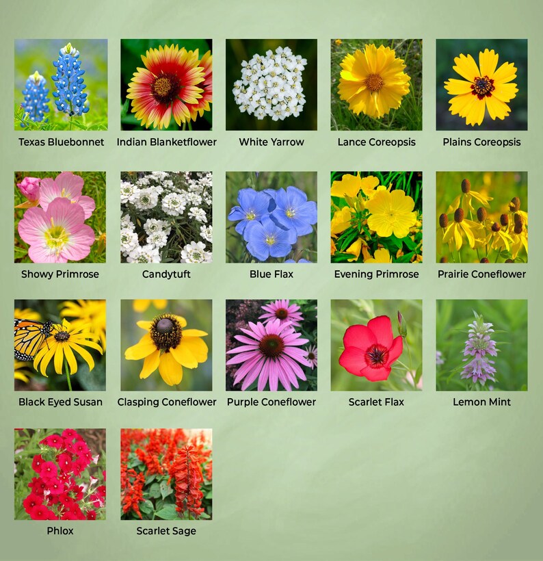 Texas Wildflower Seed Mix Premium Collection of 23 Varieties Etsy