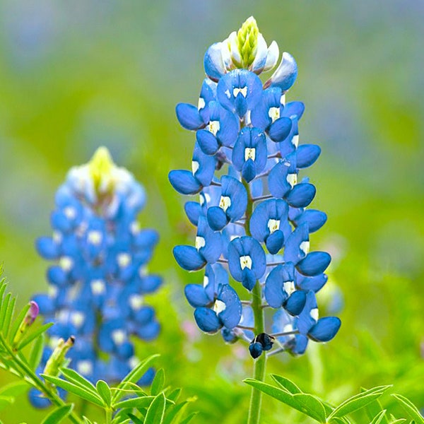 Texas Bluebonnet Wildflower Seeds