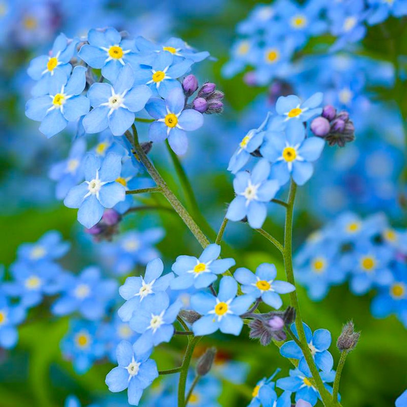 Forget me Not flowers in the Hummingbird & Butterfly seed mix