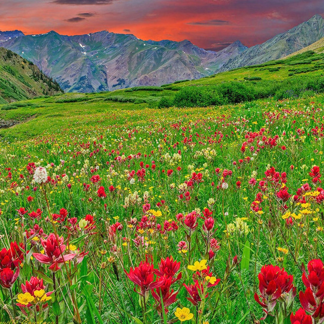 Colorado Wildflower Seed Mix Premium Collection of 24 Etsy