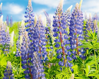Blue Lupine Perennial Wildflower Seed Mix