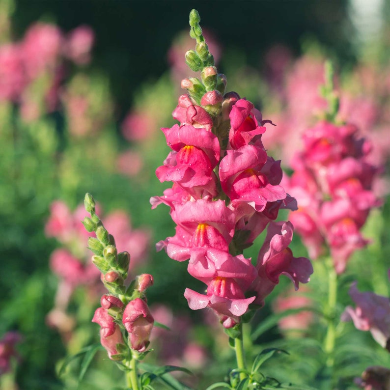 Snapdragon flowers in the Hummingbird & Butterfly seed mix