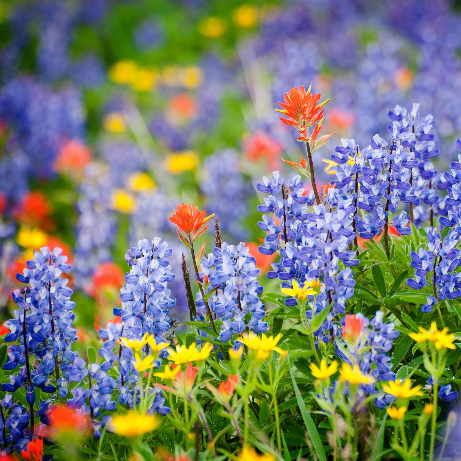 Washington Wildflower Seed Mix Over 60000 Seeds Premium Etsy