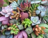 20 succulent cuttings succulent clippings mixed succulent-clippings succulent kit succulent plant cuttings-succulent lover-plant lover gift