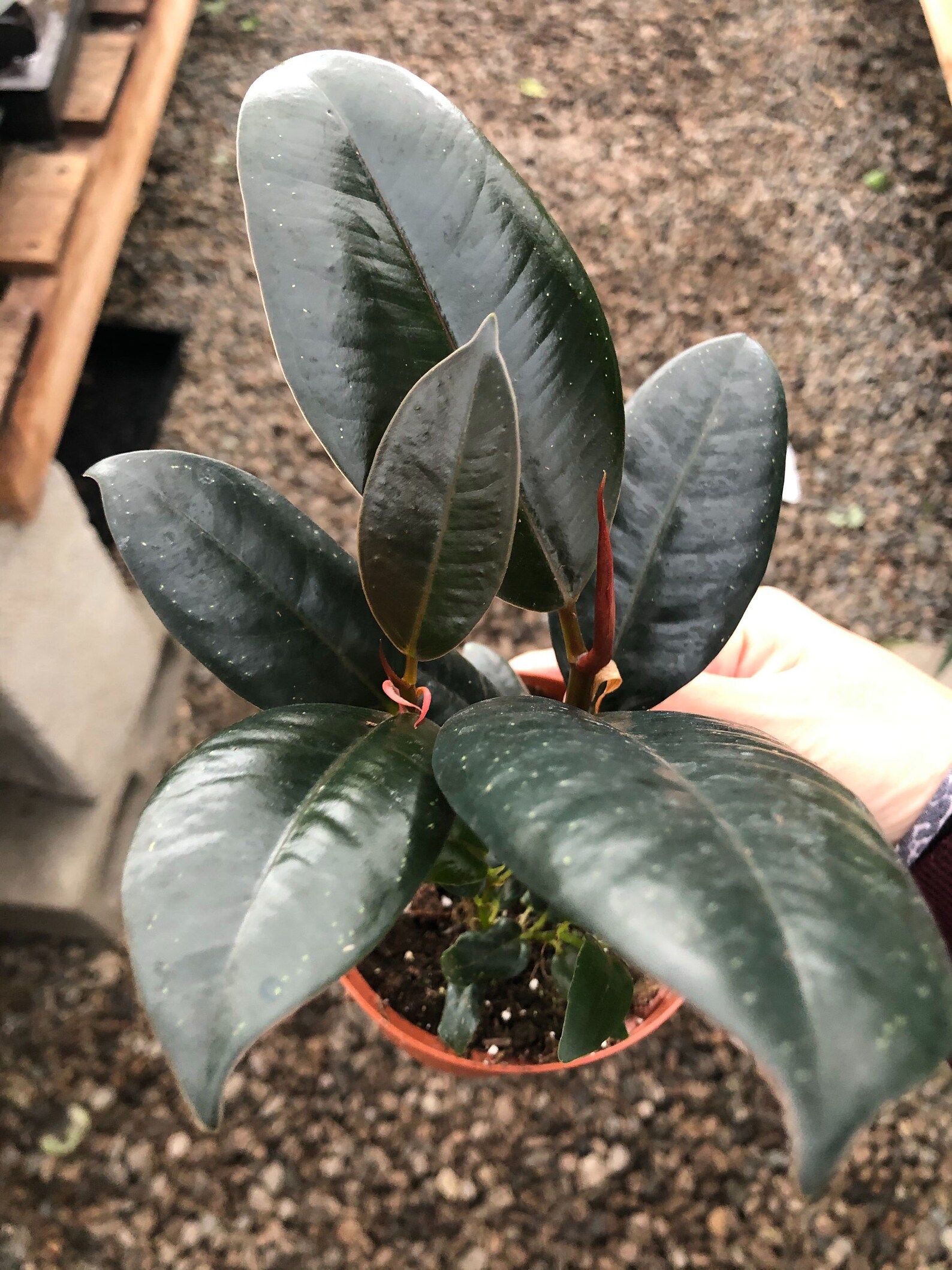 Ficus Decora Burgundy Indoor House Plant Rubber Plant Etsy
