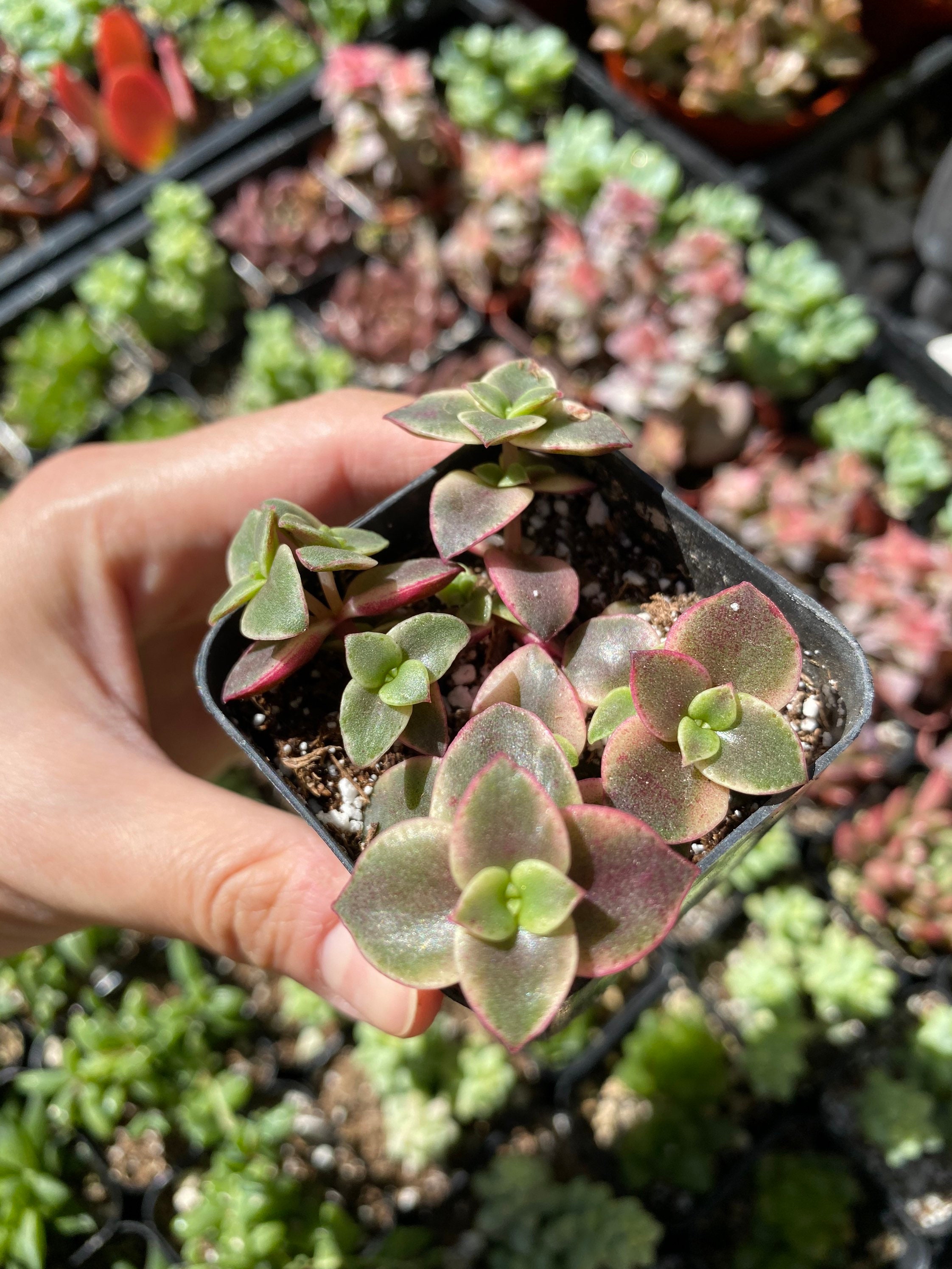2'' Purple Calico Kitten Succulent Plant Fully rooted | Etsy