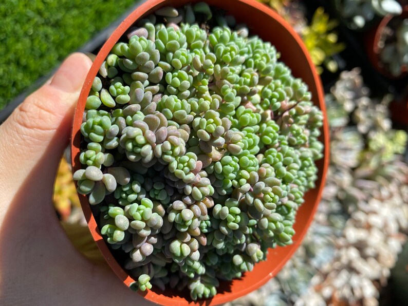 Succulent Lover Plant Lover Sedum Dasyphyllum Minor Rainbow Succulent Plant|Rainbow Succulent Colorful Succulents