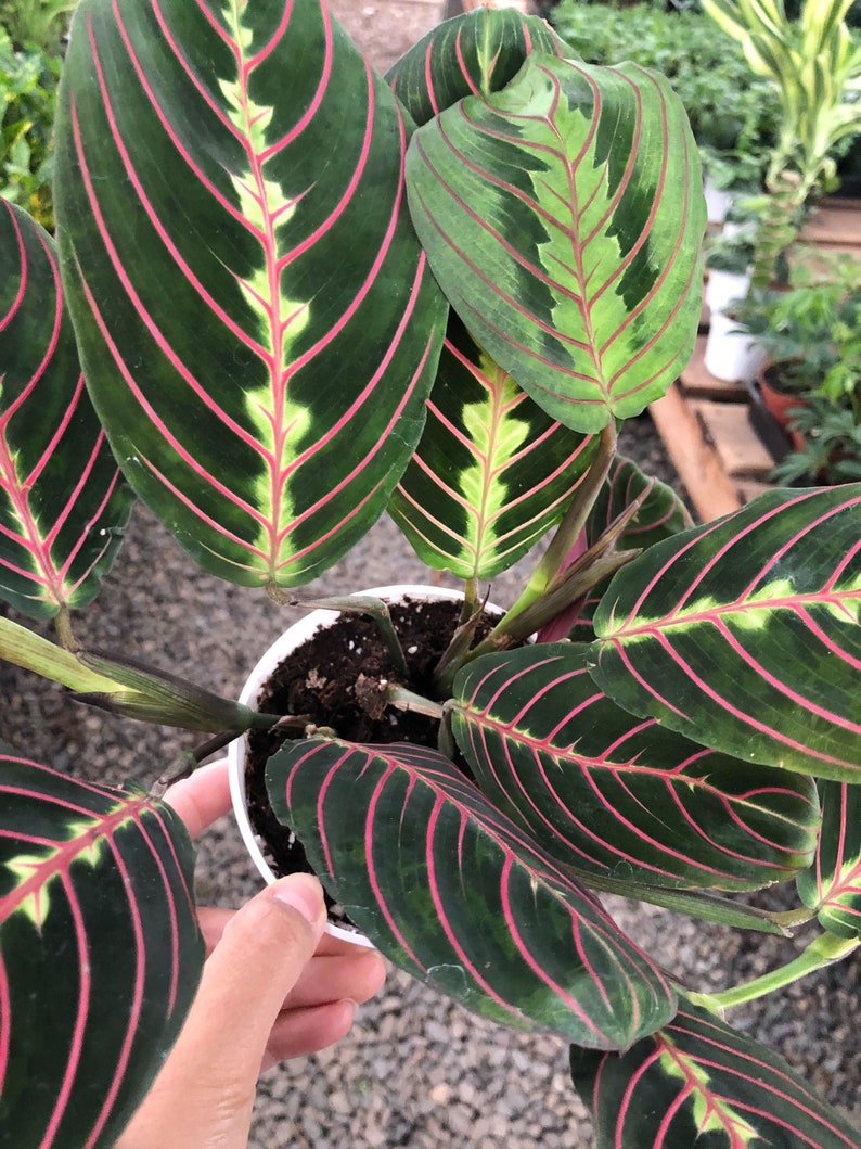 Maranta Red Prayer Indoor House Plant �Herringbone Etsy