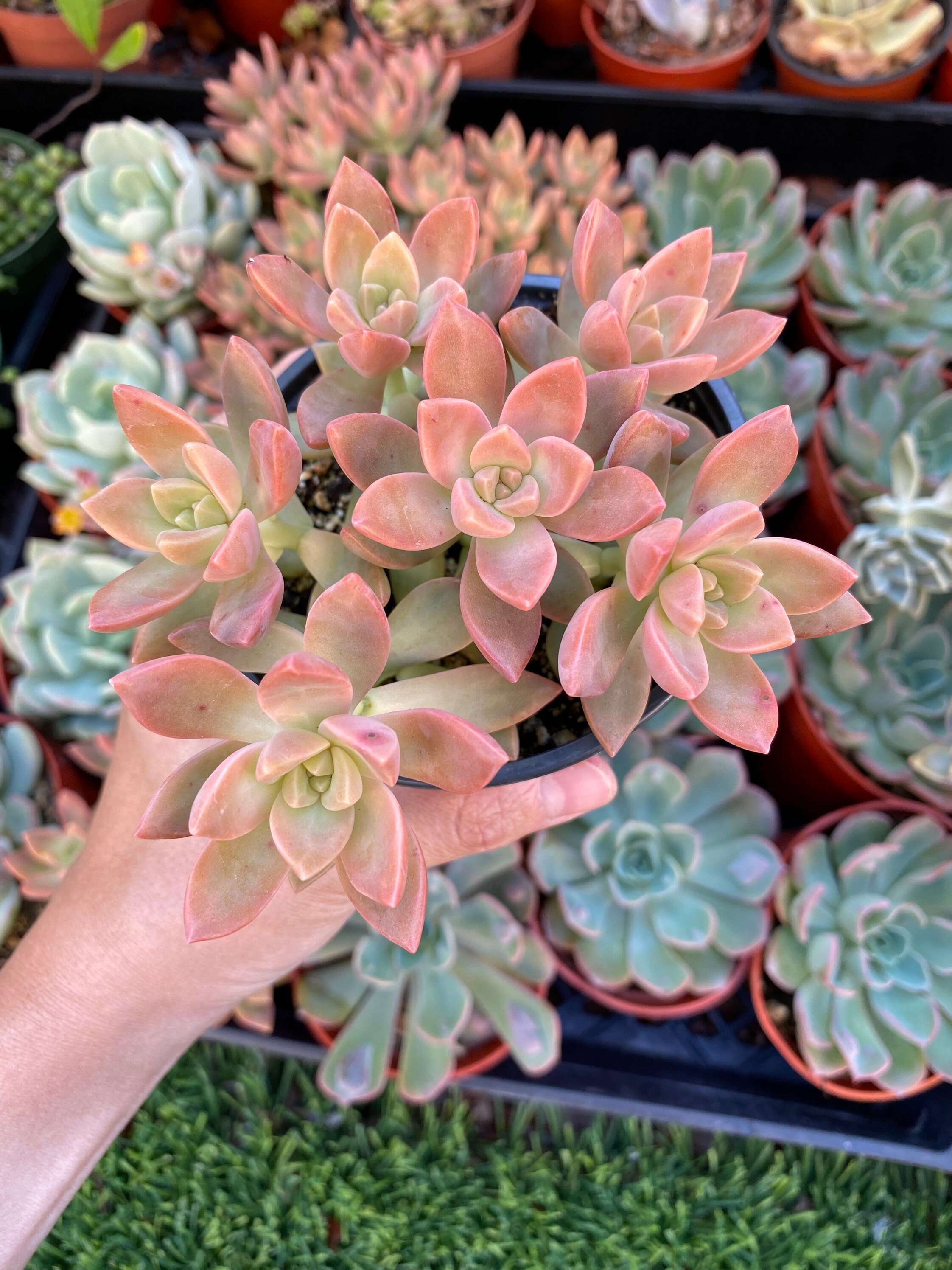 4 California Sunset Succulent Plant Succulent plant Etsy