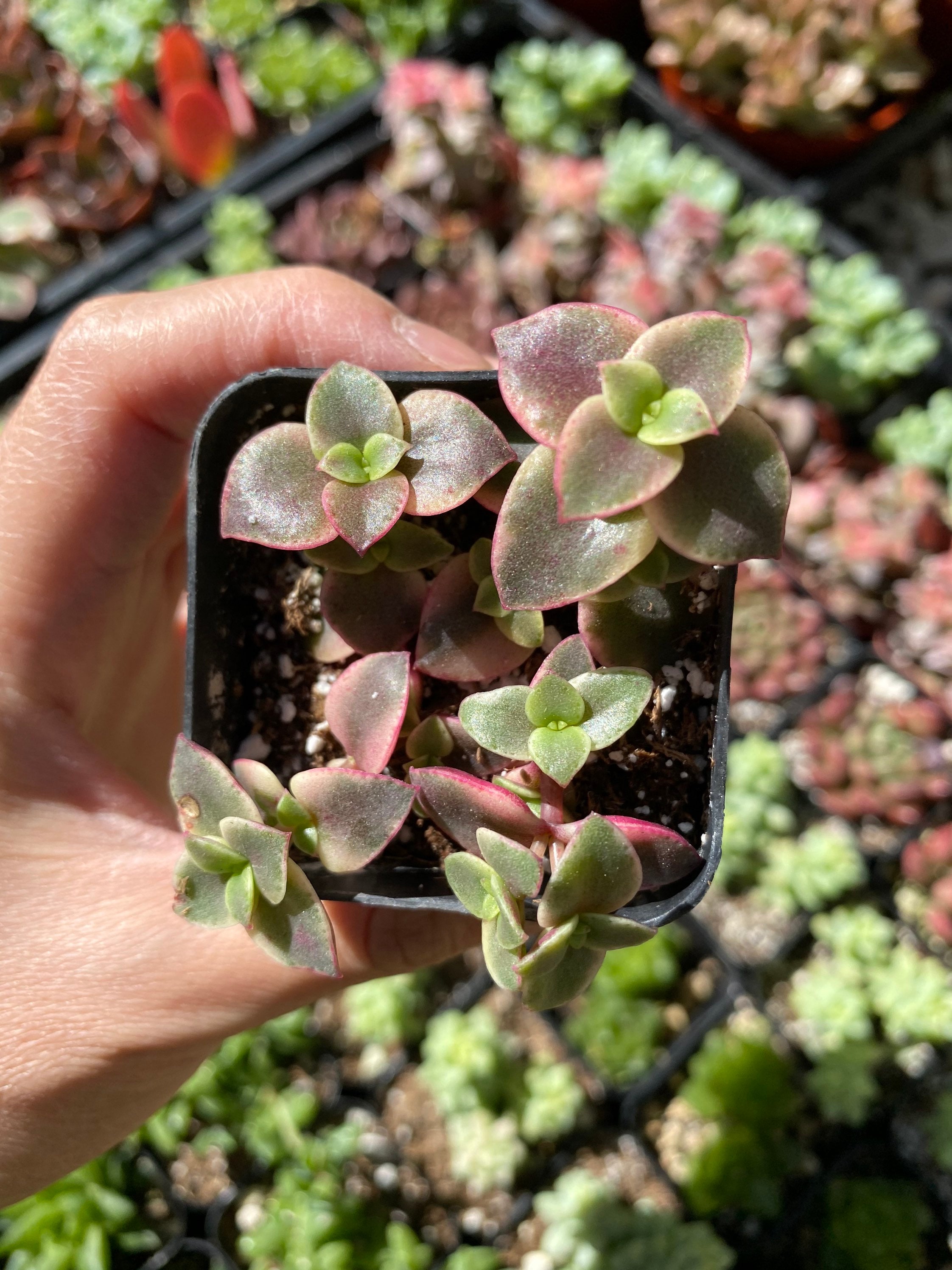2'' Purple Calico Kitten Succulent Plant Fully rooted | Etsy