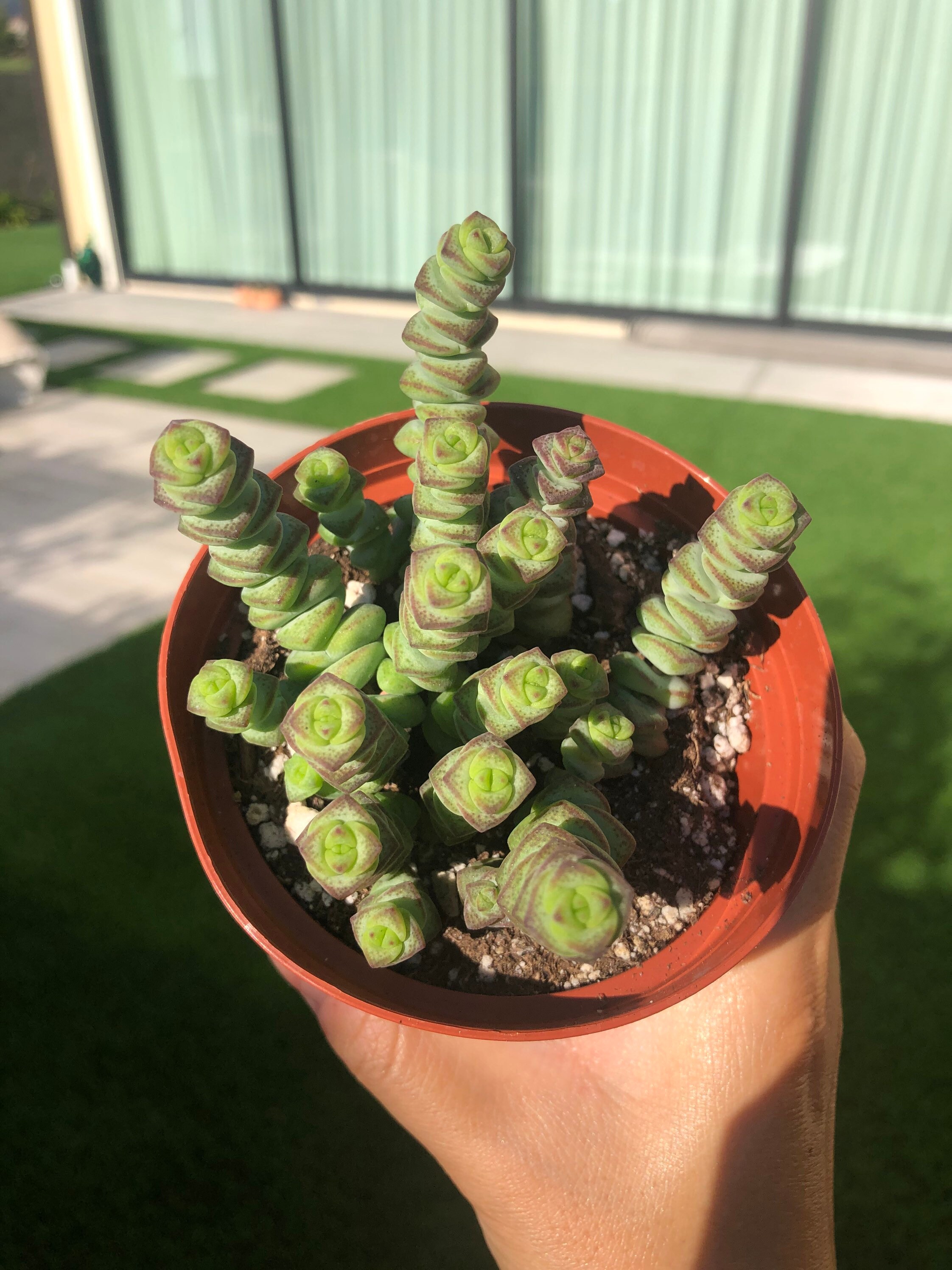 4 Crussla Baby Necklace Succulent Plant Fully rooted Etsy