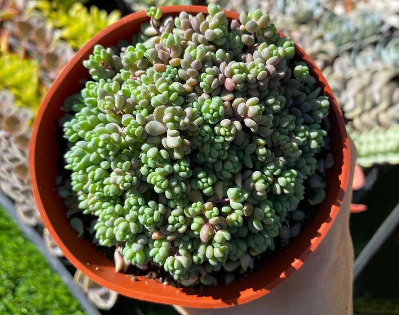 Succulent Lover Plant Lover Sedum Dasyphyllum Minor Rainbow Succulent Plant|Rainbow Succulent Colorful Succulents
