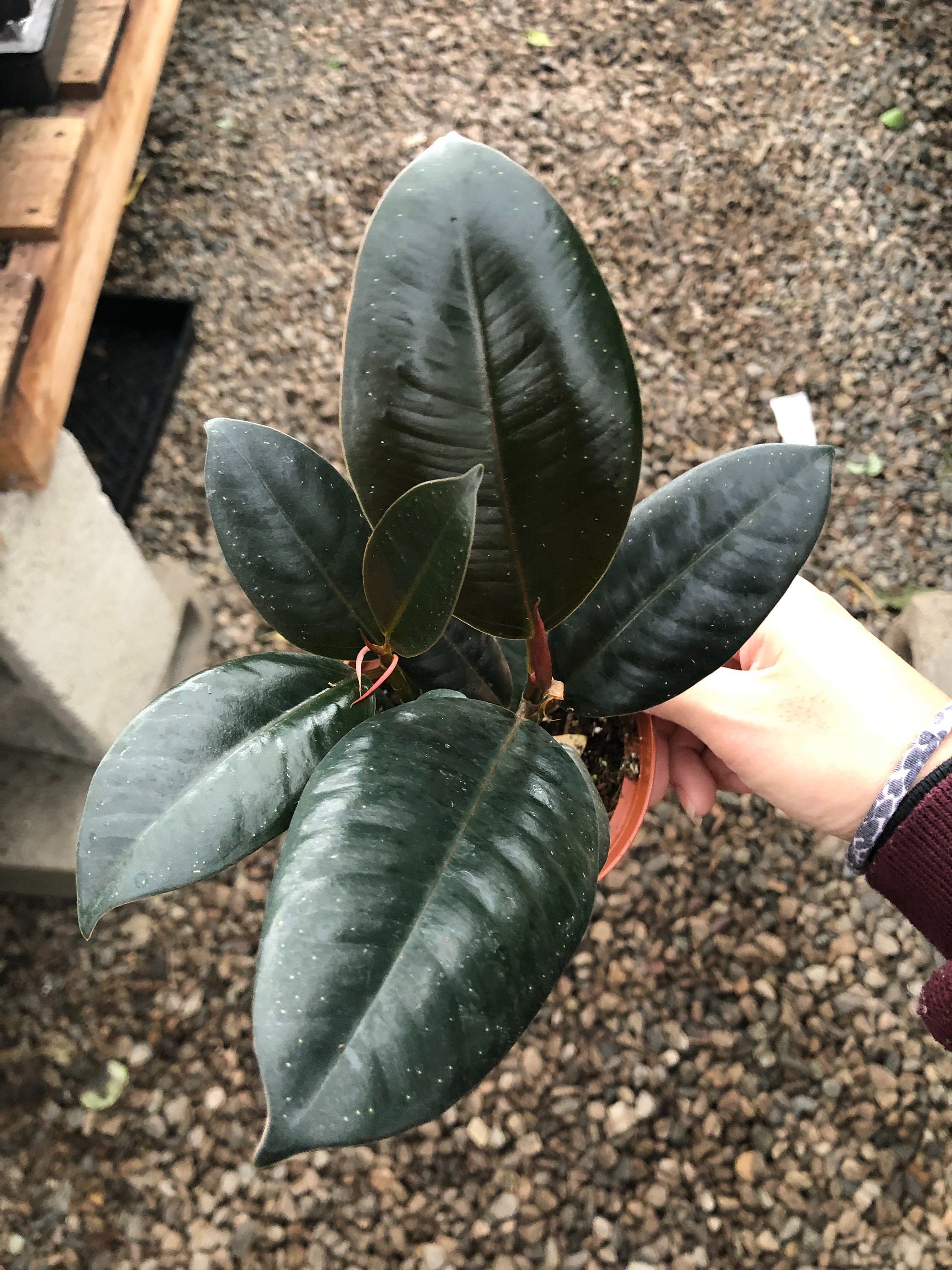 Ficus Decora Burgundy Indoor House Plant Rubber Plant Etsy Australia