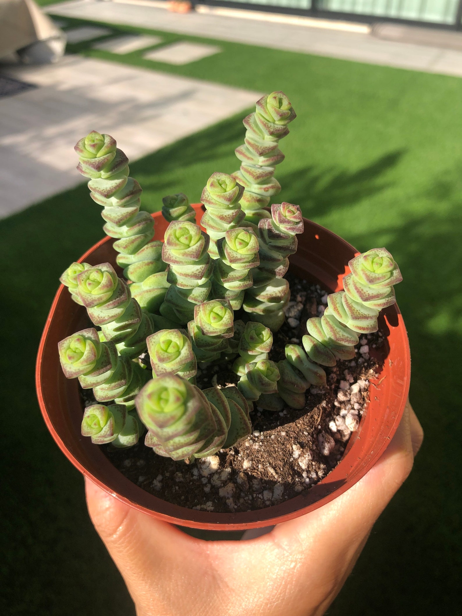 4 Crussla Baby Necklace Succulent Plant Fully rooted Etsy