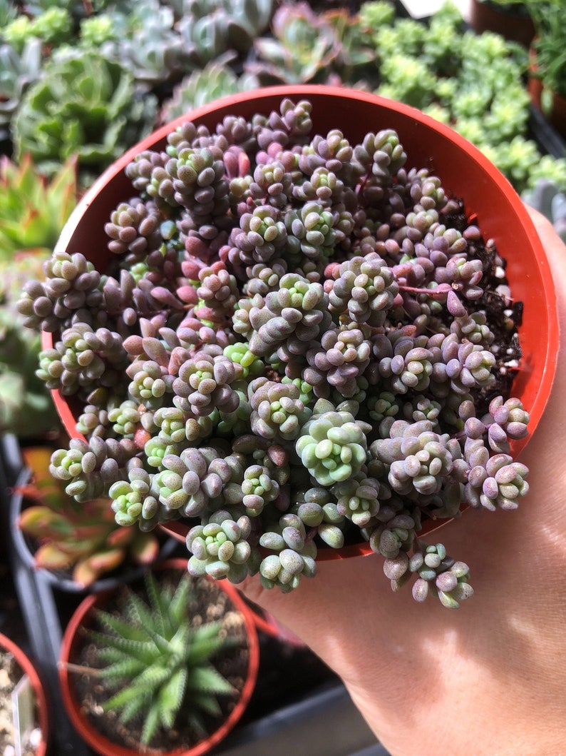 Succulent Lover Plant Lover Sedum Dasyphyllum Minor Rainbow Succulent Plant|Rainbow Succulent Colorful Succulents