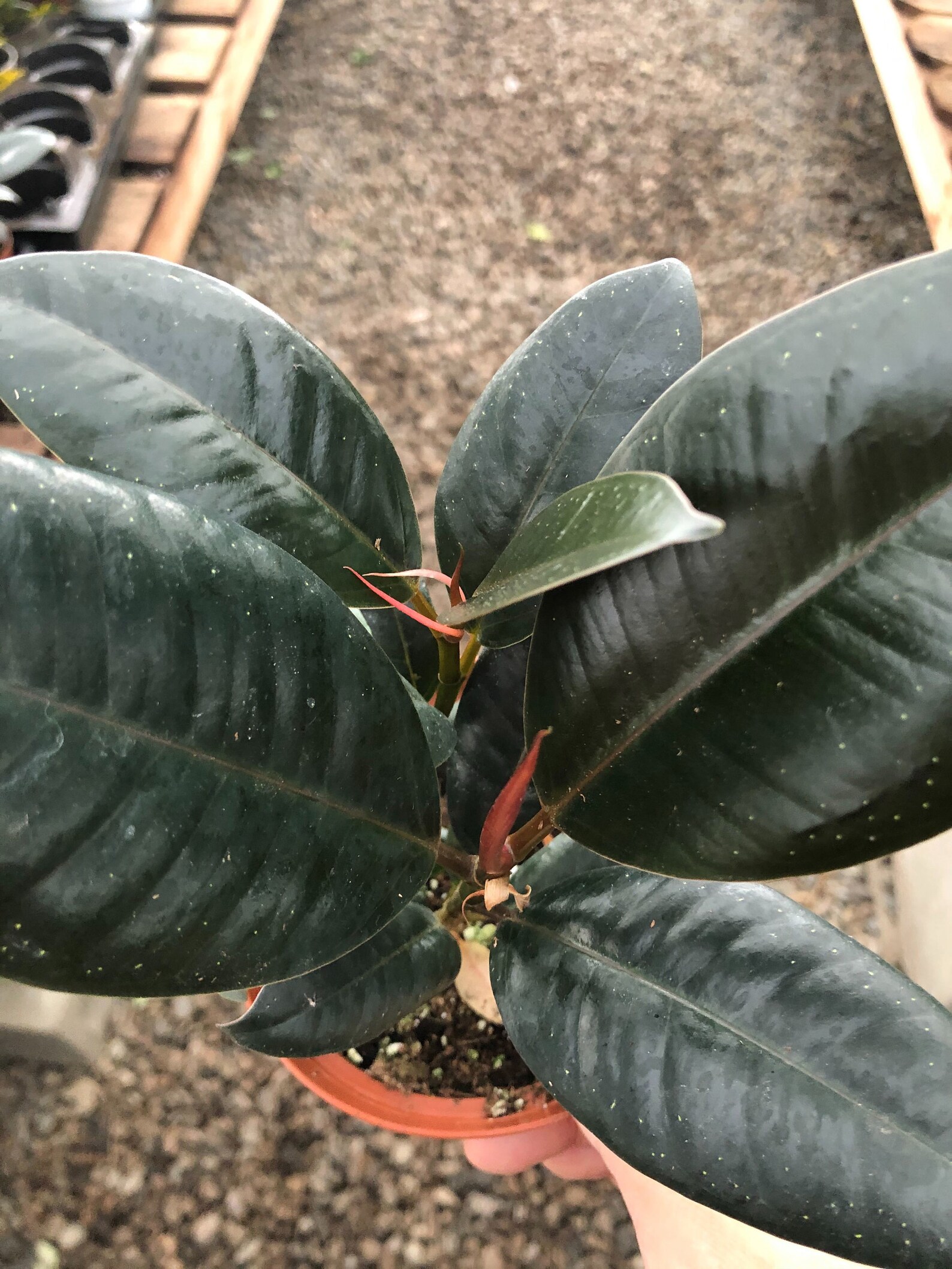 Ficus Decora Burgundy Indoor House Plant Rubber Plant | Etsy