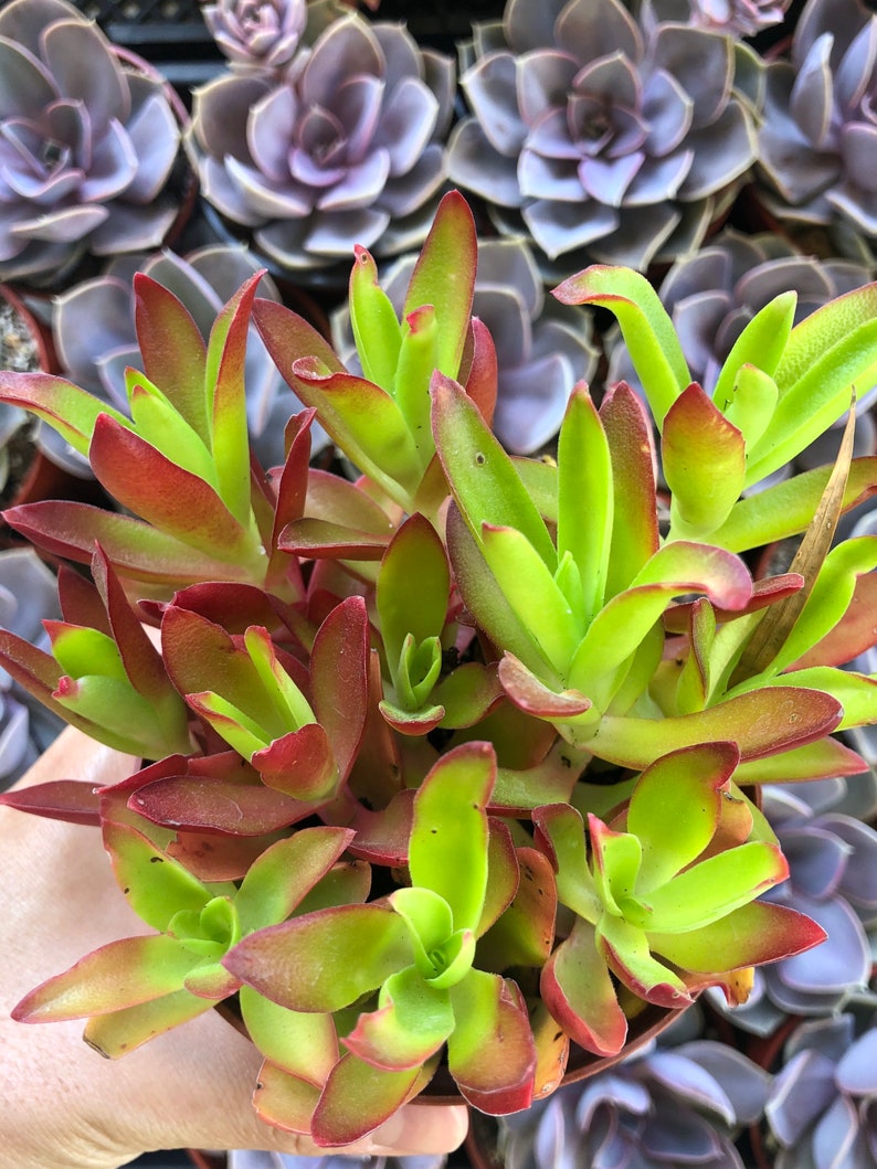 4 Firecracker Succulents Plant Red Succulent Plant Etsy 4 Firecracker Succulents Plant Red Succulent Plant Etsy