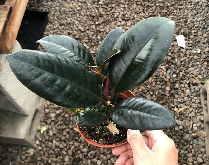 Ficus Decora Burgundy Indoor House Plant Rubber Plant Etsy Australia