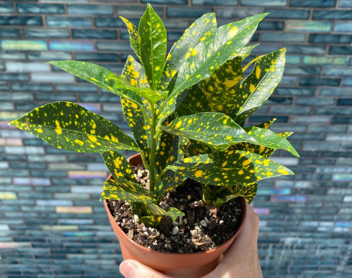 4 Croton Gold Dust Indoor House Plant Indoor Plant Gift Etsy