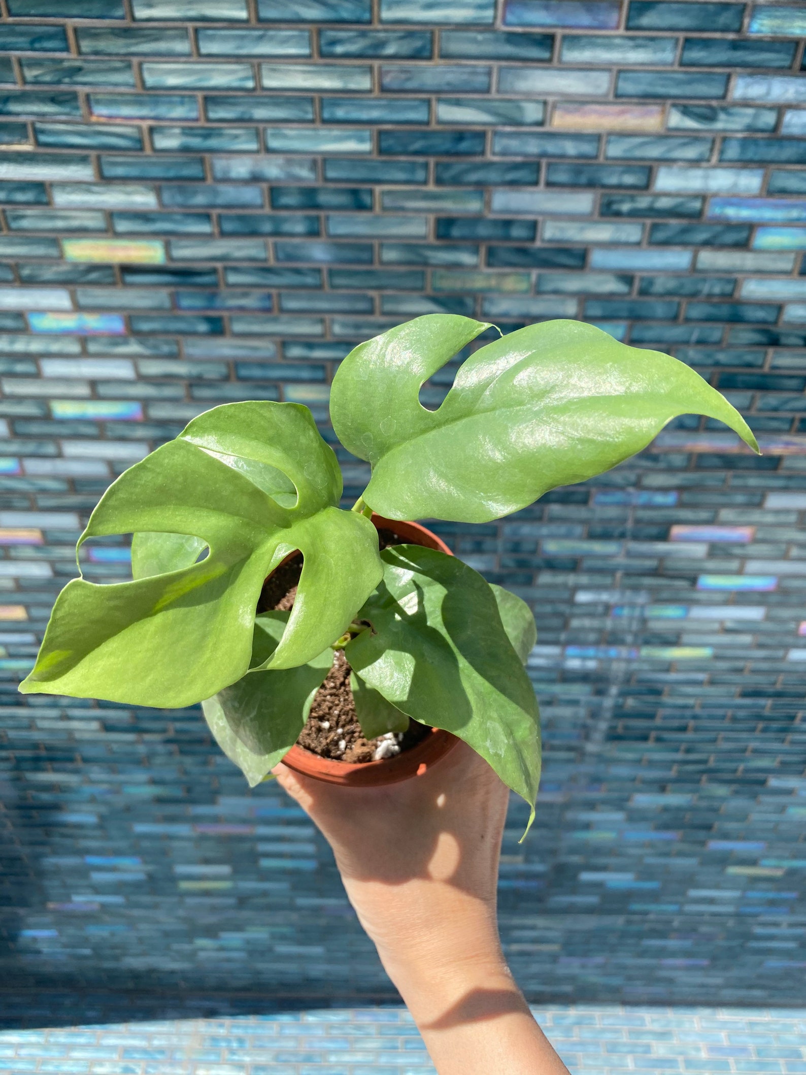 4 Mini Monstera Indoor House Plant Indoor Vine Houseplant 4 Mini Monstera Indoor House Plant Indoor Vine Houseplant