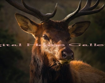 May include: A portrait of a brown elk with large antlers, featuring dark fur around the neck and lighter brown fur on the face. The text Digital Home Galleries is overlaid across the center of the image in a light, thin, sans-serif font.