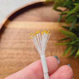 Peut inclure: Un bouquet de tiges florales blanches avec des pointes jaunes, tenu dans une main. Les tiges sont regroupées et prêtes à être utilisées dans des arrangements floraux.