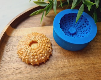 珍しい棘のあるウニ: Clypeaster humilis フィリピン 5 cm ウニ科