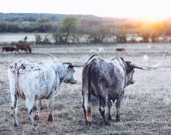 Texas Longhorns Print