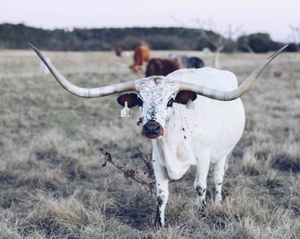 Texas Longhorn