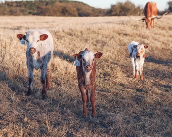 Texas Longhorn Calves