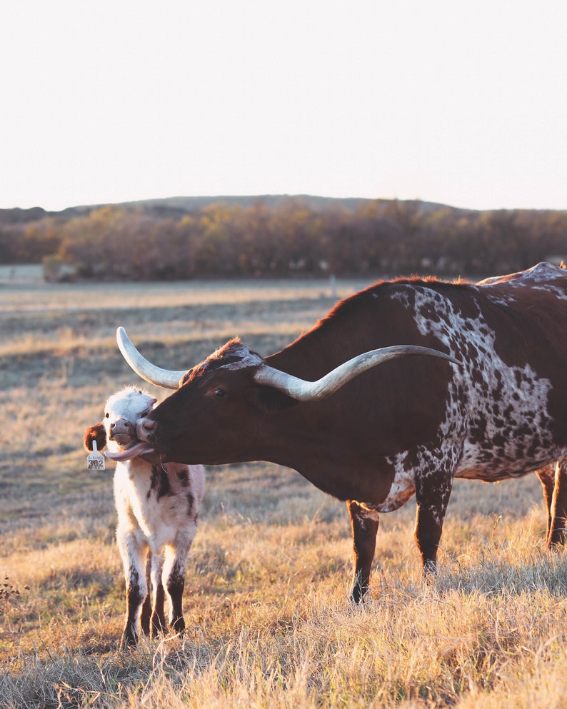 Texas Longhorn and Calf image 1