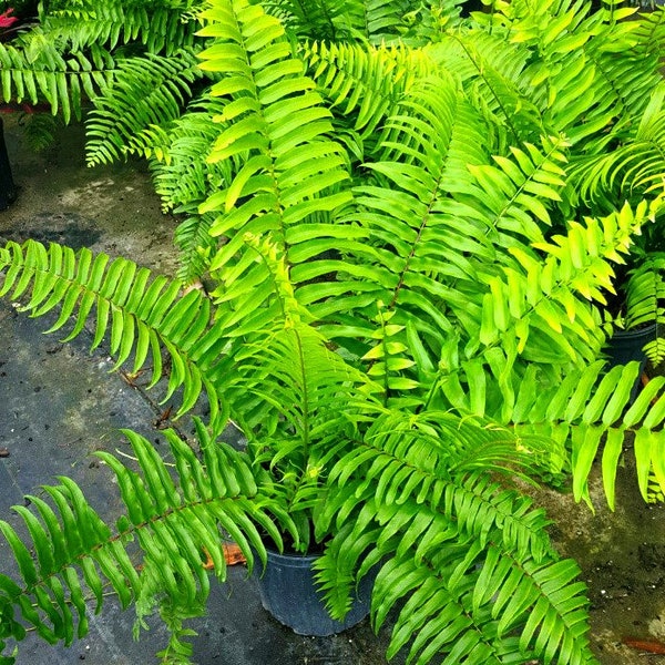 Macho Fern Plants Nephrolep Fast Growing Plant 8" to 10" Division 3 Cuttings
