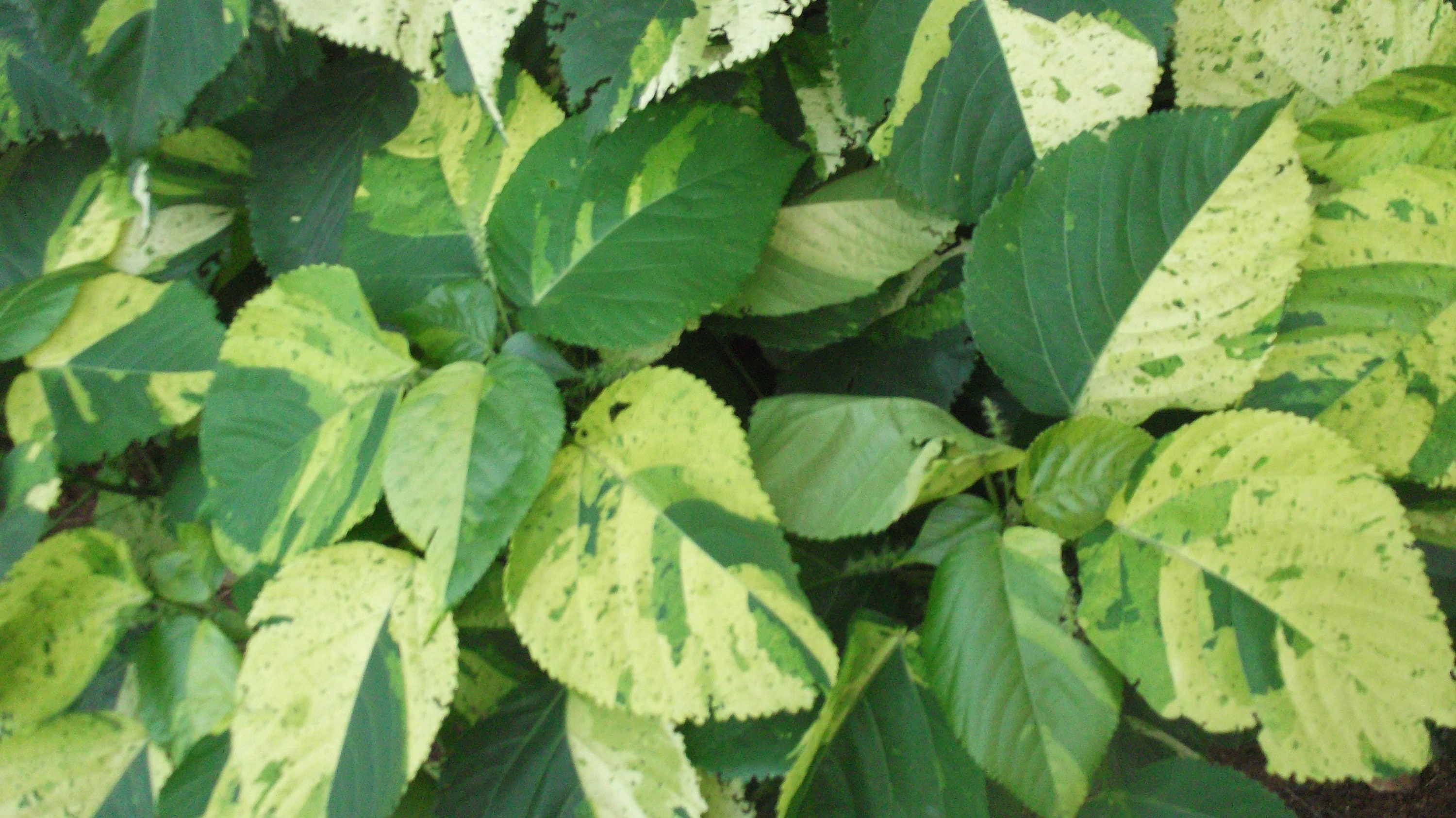 Acalypha Wilkesiana Java White