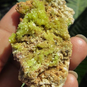 Puede incluir: Un cúmulo de cristales minerales de color amarillo brillante sobre una matriz de roca marrón. Los cristales son pequeños y están densamente empaquetados, creando una superficie texturizada.