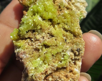 May include: A cluster of bright yellow mineral crystals on a brown rock matrix. The crystals are small and densely packed, creating a textured surface.