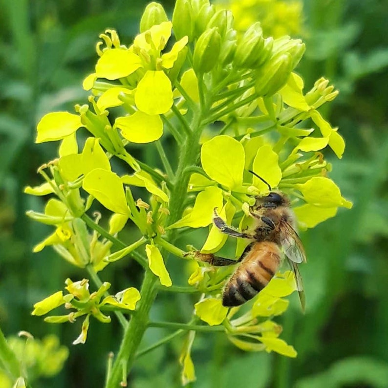 1.5 Kg Summer Blossom Honey Raw Hardened Honey Unprocessed Etsy