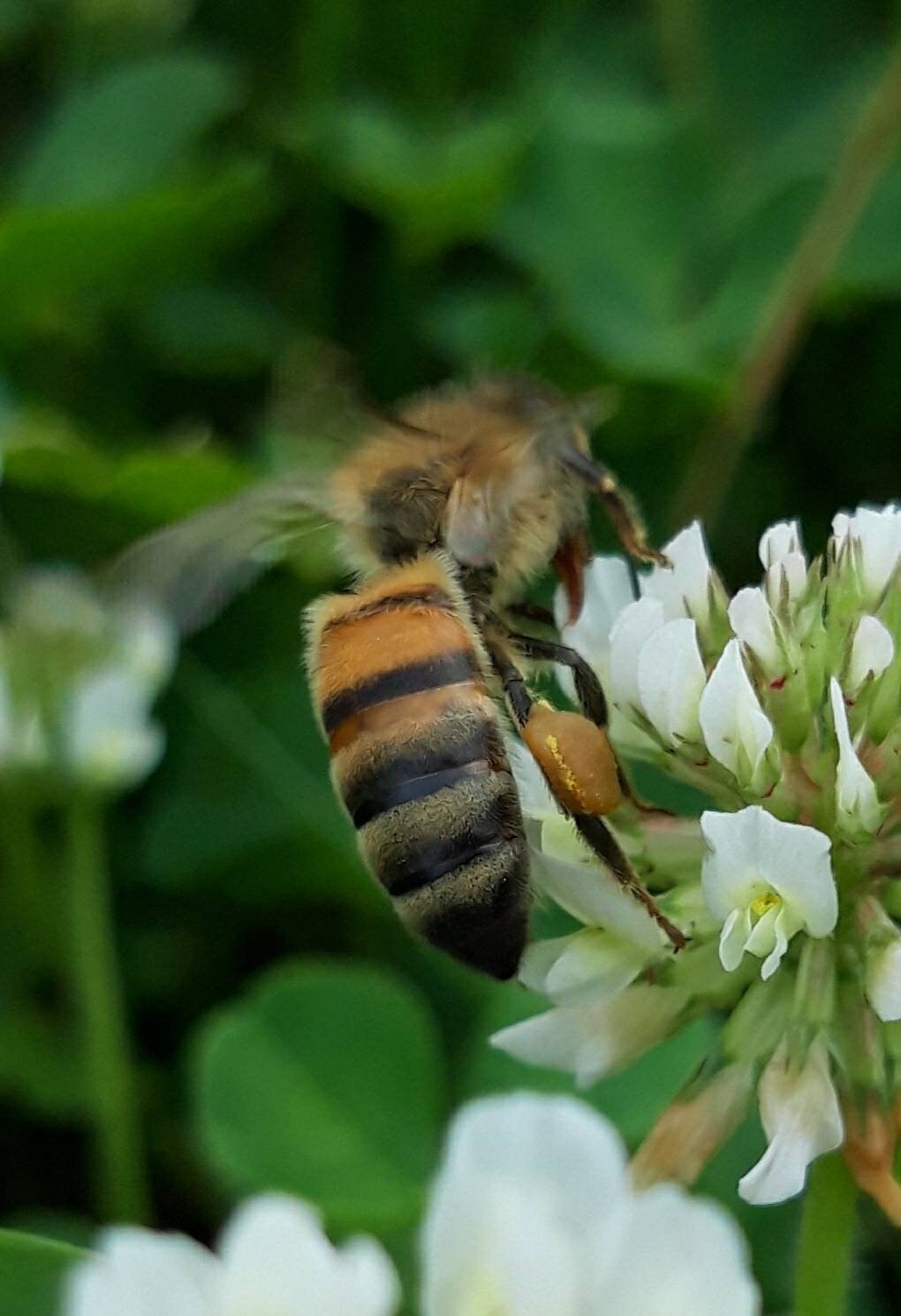 1.5 Kg Summer Blossom Honey Raw Hardened Honey Unprocessed Etsy