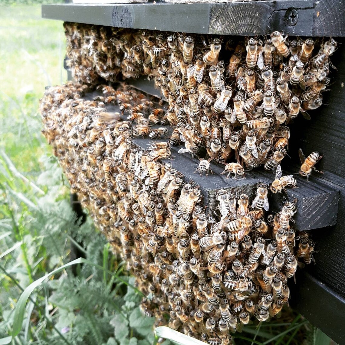 1.5 Kg Summer Blossom Honey Raw Hardened Honey Unprocessed Etsy
