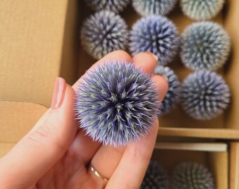 Getrocknete Blaue Kugeldistel Echinops auf Stielen von Köpfen